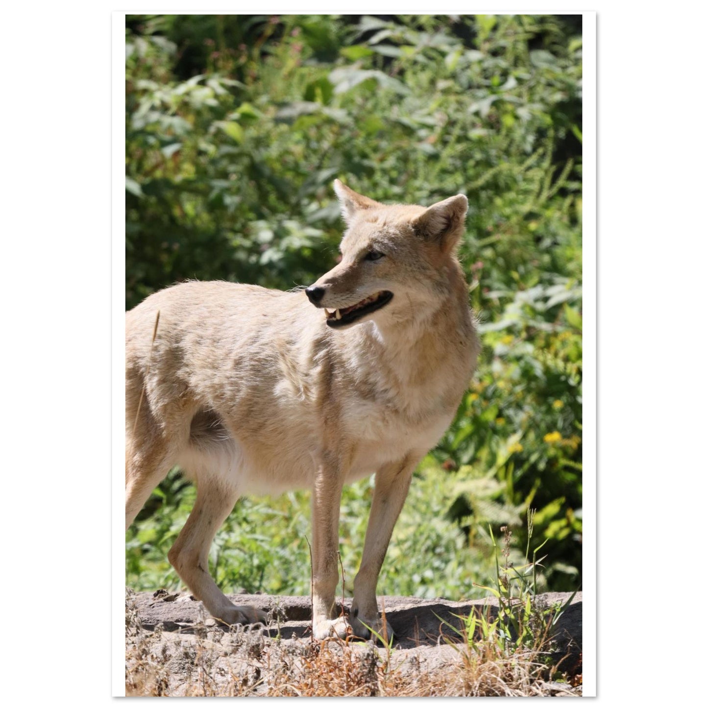 41018e0d-dda6-43e7-813f-55aee862296d