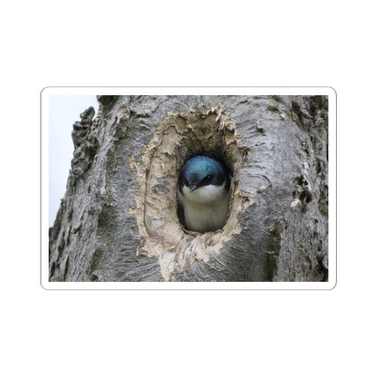 Tree Swallow Sticker — Cute Bird Peeking from Nest Decal