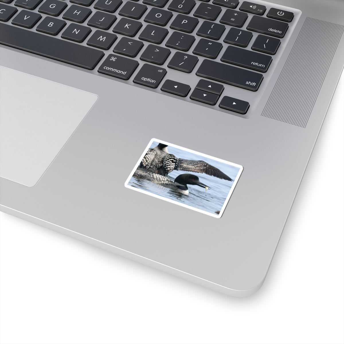 Common Loon Kiss-Cut Sticker — Realistic Waterfowl Photo Decal for Laptops, Water Bottles & Nature Lovers