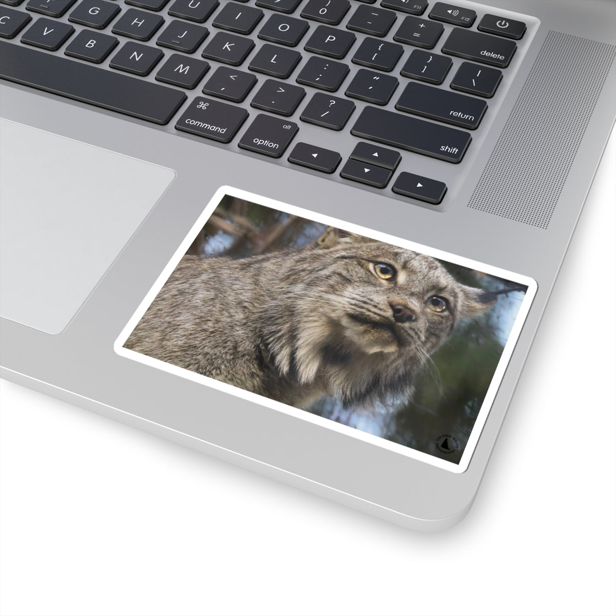 Lynx Photo Kiss-Cut Sticker — Realistic Wild Cat Laptop Decal