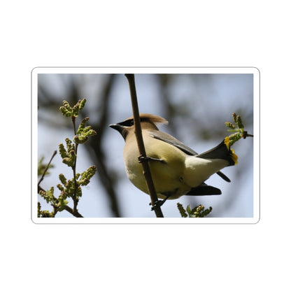Cedar Waxwing Bird Sticker — Wildlife Photo Kiss-Cut Decal