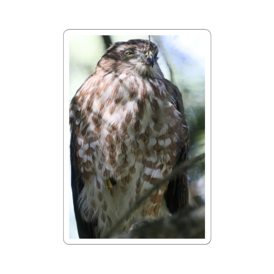 Cooper's Hawk Photo Kiss-Cut Sticker — Realistic Bird of Prey Laptop Decal