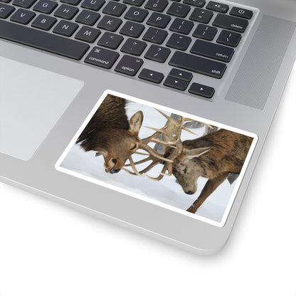 Deer Antler Clash Sticker — Wildlife Photography Kiss-Cut Decal