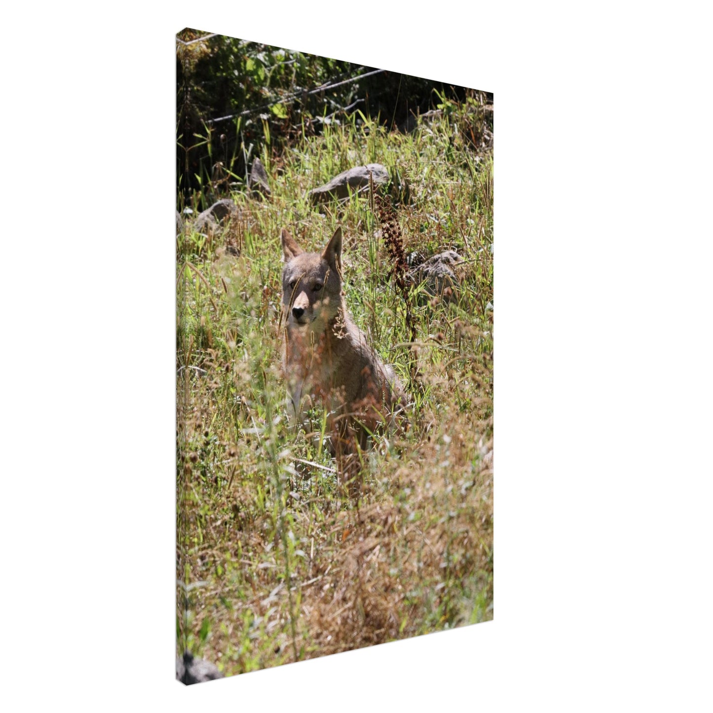 4b675fde-5c73-48dc-ab0a-ee50f2f47957