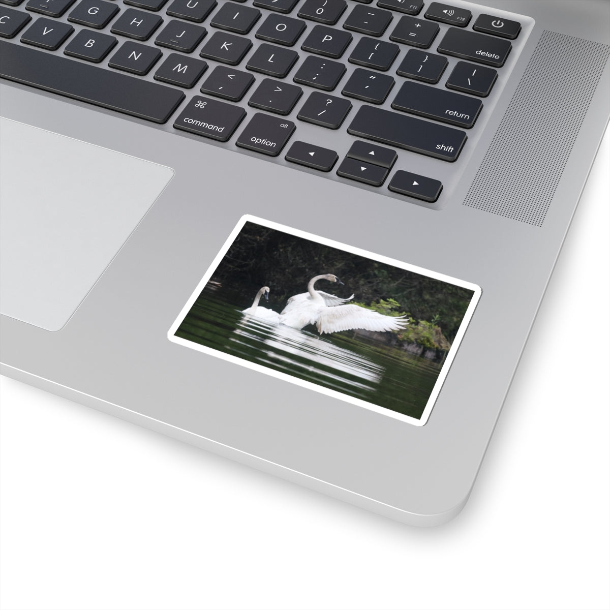 Swan Pair Kiss-Cut Sticker — Elegant White Swans on Lake Waterproof Decal