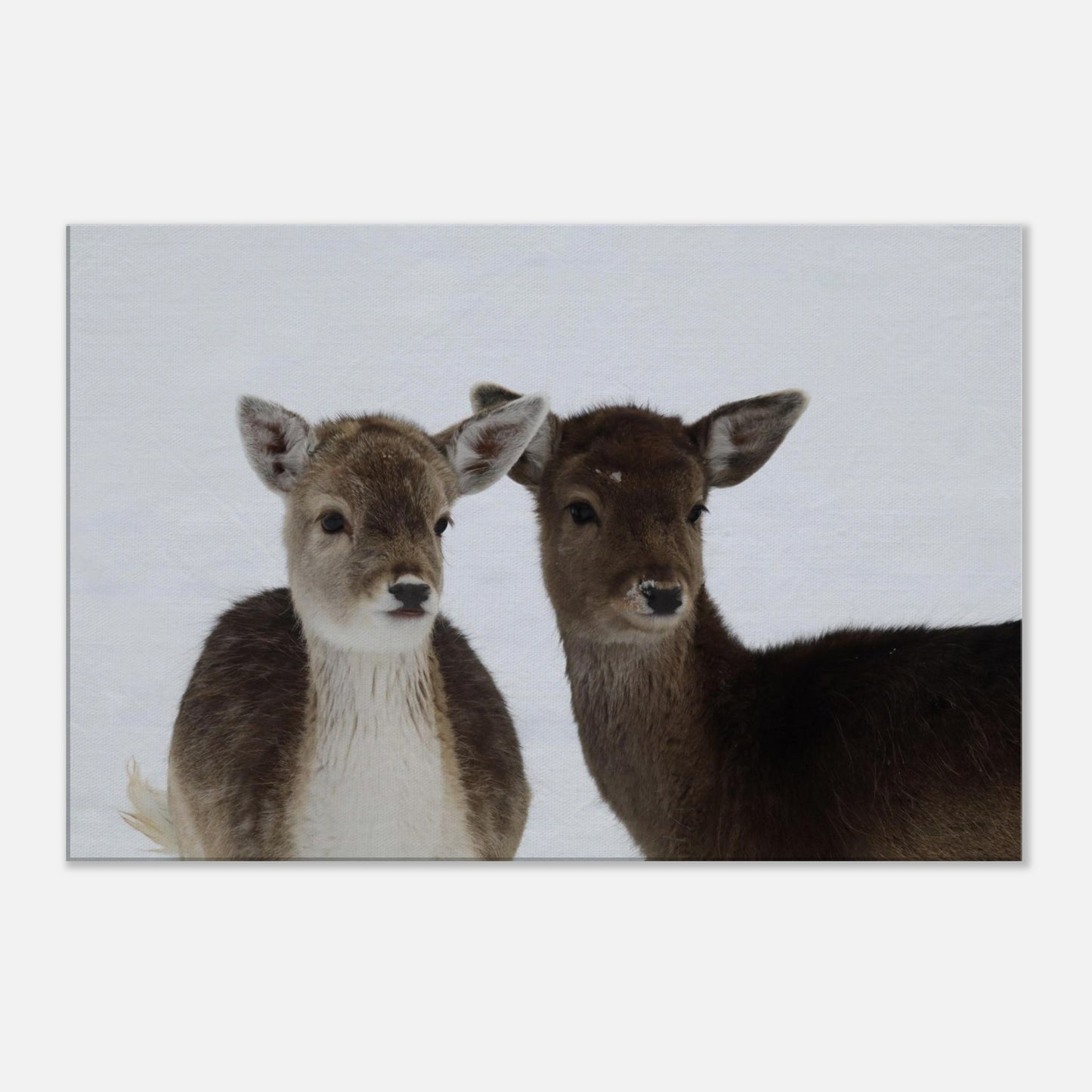 529db7f1-00bb-4bad-9e6e-abdd3681b79b