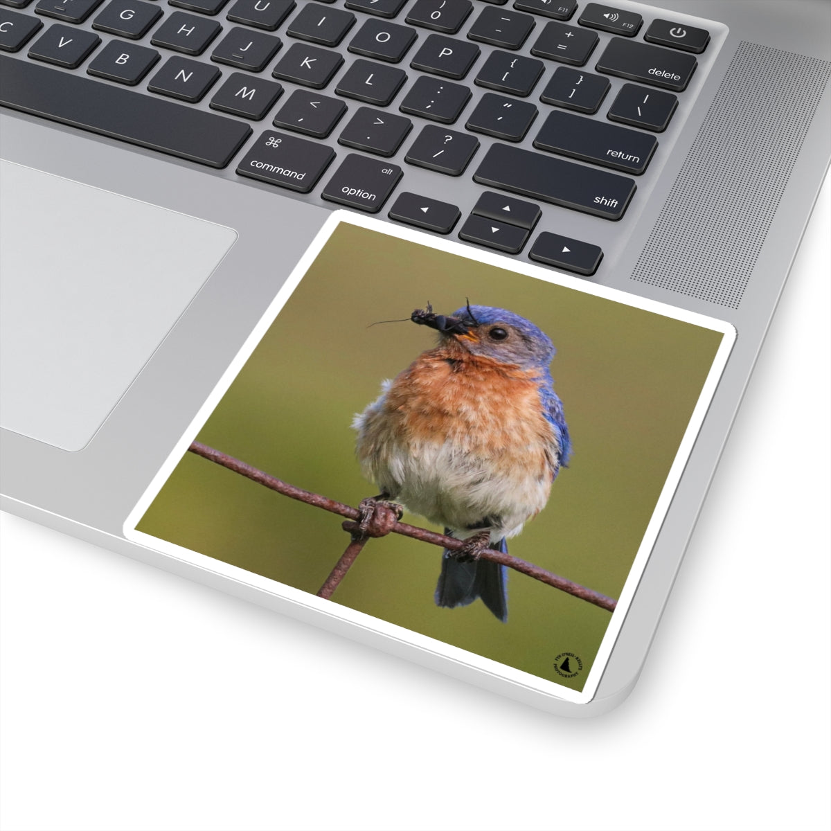 Eastern Bluebird Photo Kiss-Cut Sticker — Nature Bird Laptop Decal