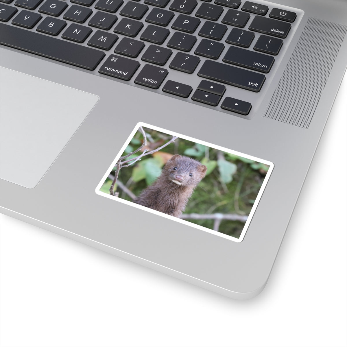 Curious Mink Photo Sticker — Cute Wildlife Laptop Decal