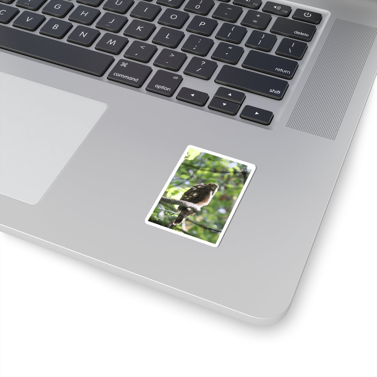 Sharp-Shinned Hawk Photo Sticker — Birdwatching Laptop Decal