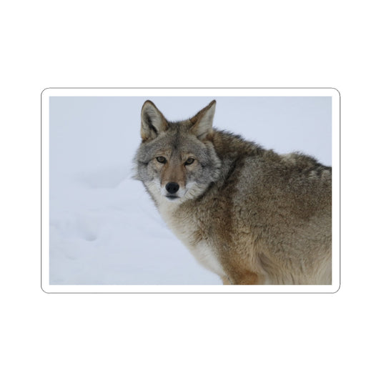 Coyote in Snow Kiss-Cut Sticker — Wildlife Laptop Decal