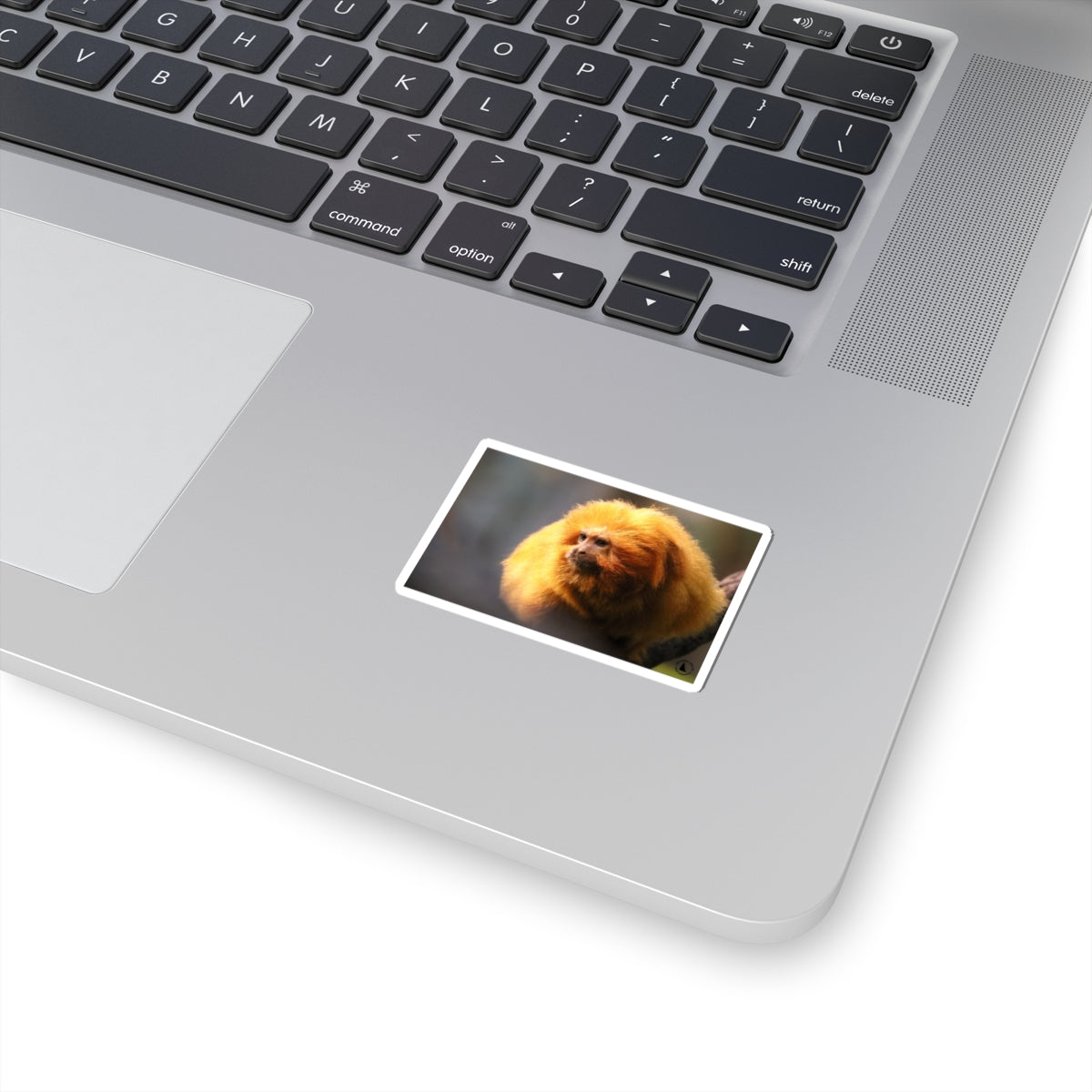 Golden Lion Tamarin Sticker — Cute Tropical Monkey Laptop Decal