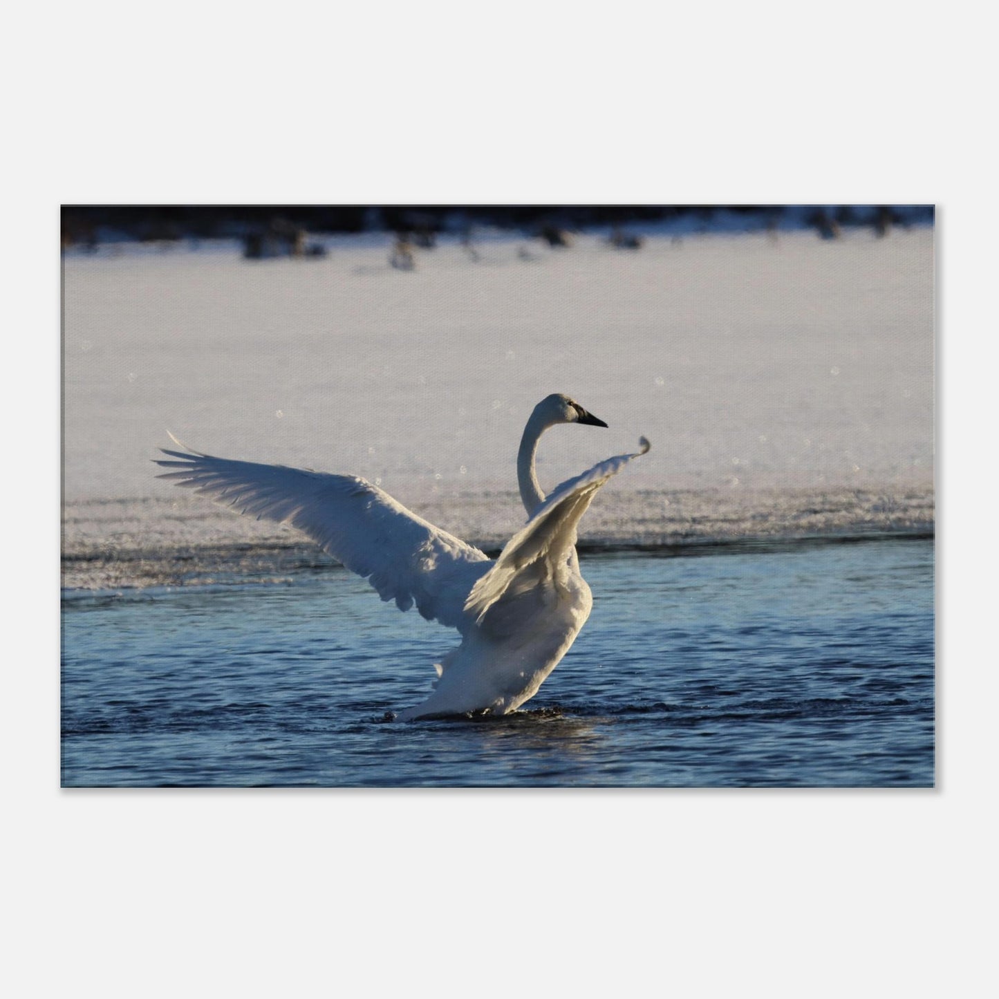 5c709e2f-609c-4699-a9b8-3ce09752b76d