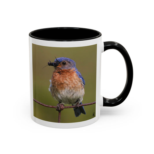 Bluebird Photo Coffee Mug — Eastern Bluebird with Insect Accent Mug (11/15 oz)