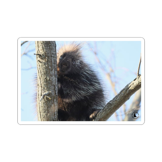 Porcupine Photo Kiss-Cut Sticker — Cute Wildlife Laptop Decal