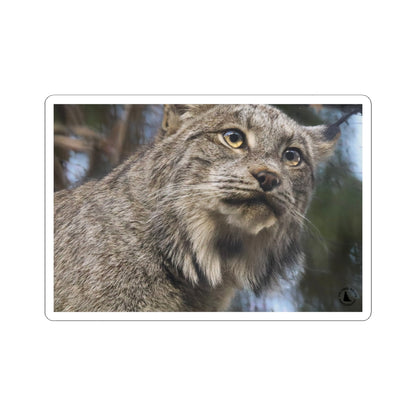 Lynx Photo Kiss-Cut Sticker — Realistic Wild Cat Laptop Decal
