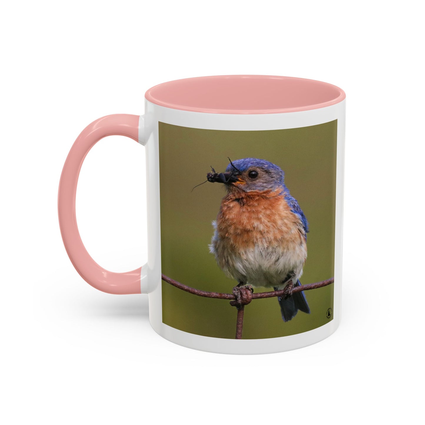 Bluebird Photo Coffee Mug — Eastern Bluebird with Insect Accent Mug (11/15 oz)