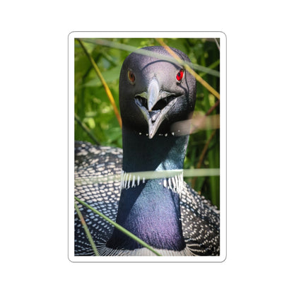 Common Loon Sticker — Realistic Bird Photo Vinyl Kiss-Cut Sticker