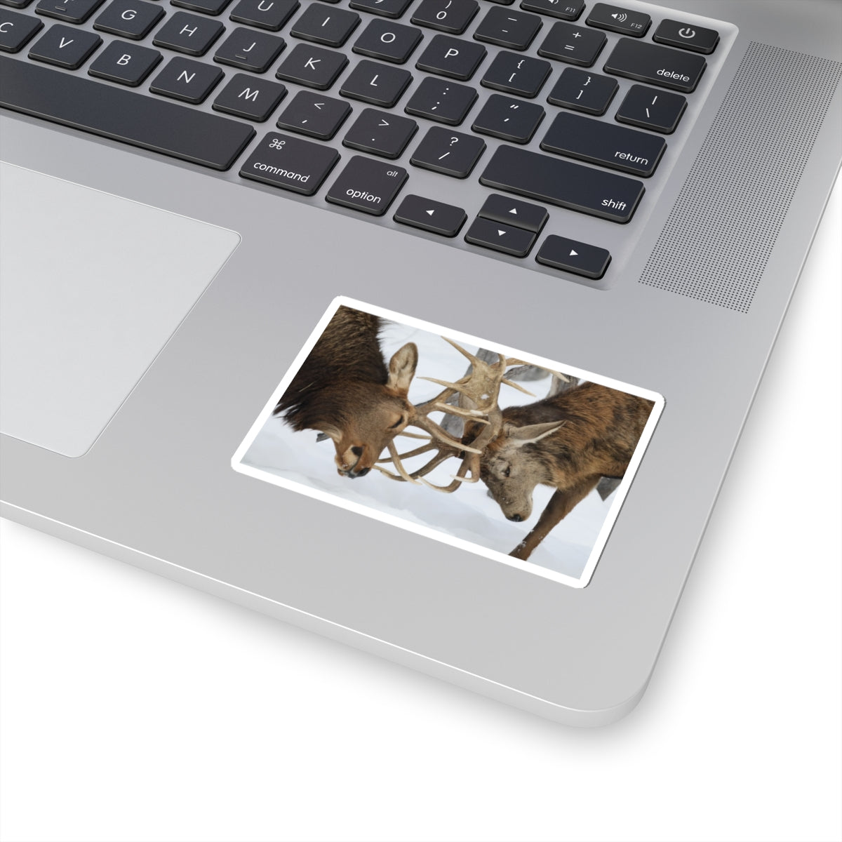 Deer Antler Clash Sticker — Wildlife Photography Kiss-Cut Decal