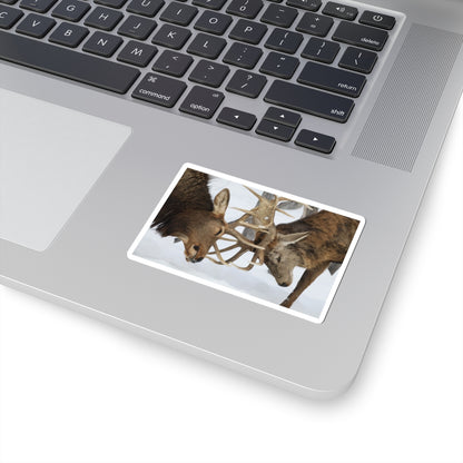 Deer Antler Clash Sticker — Wildlife Photography Kiss-Cut Decal