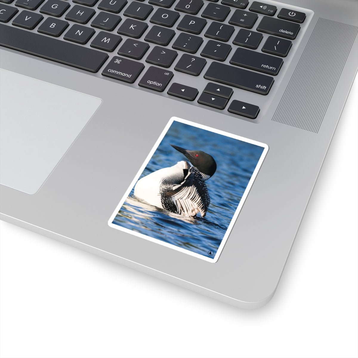 Common Loon Kiss-Cut Sticker — Realistic Loon Photo Waterproof Sticker for Nature Lovers