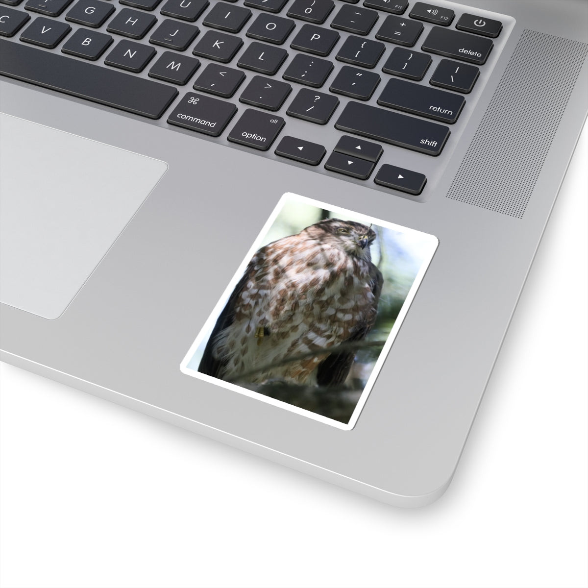 Cooper's Hawk Photo Kiss-Cut Sticker — Realistic Bird of Prey Laptop Decal