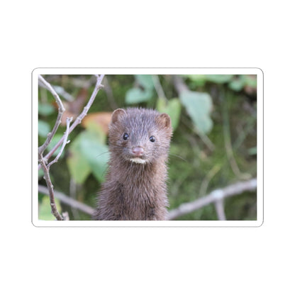 Curious Mink Photo Sticker — Cute Wildlife Laptop Decal