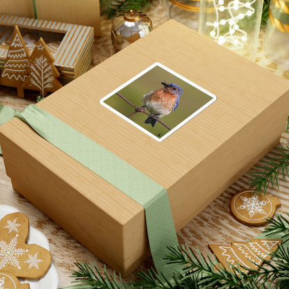 Eastern Bluebird Photo Kiss-Cut Sticker — Nature Bird Laptop Decal