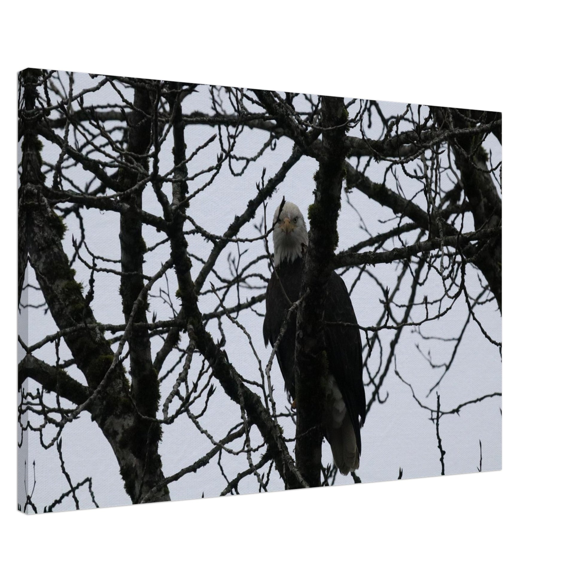 72815cfe-ac88-4e8d-80e6-3a0a34171996