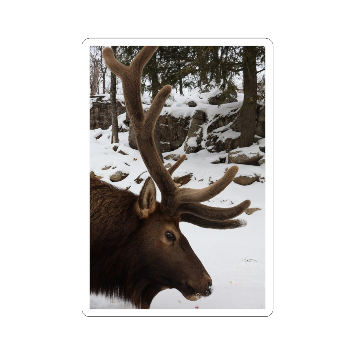 Elk Antler Photo Sticker – Winter Wildlife Kiss-Cut Sticker