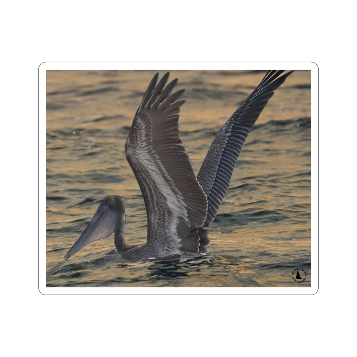 Brown Pelican Kiss-Cut Sticker — Coastal Wildlife Photography Sticker