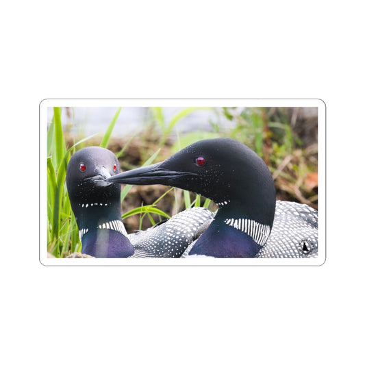 Common Loon Photo Sticker — Wildlife Kiss-Cut Decal