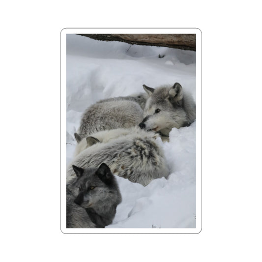 Arctic Wolves Kiss-Cut Sticker — Snowy Wolf Pack Laptop Decal