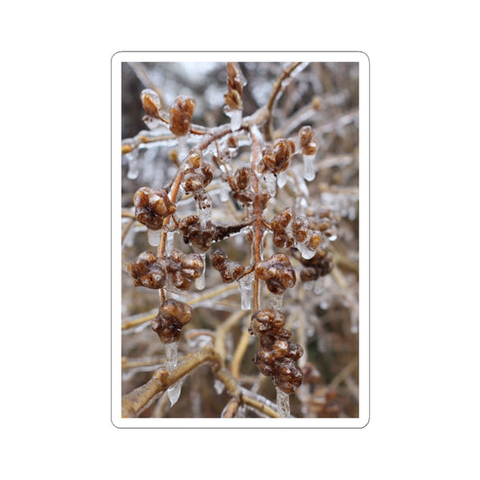 Iced Winter Branches Kiss-Cut Sticker — Nature Photography Sticker for Laptops & Journals