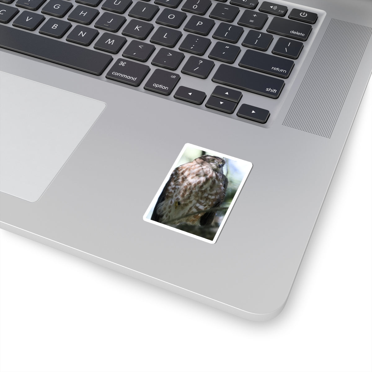 Cooper's Hawk Photo Kiss-Cut Sticker — Realistic Bird of Prey Laptop Decal