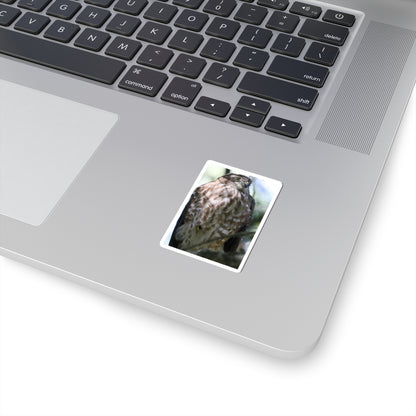 Cooper's Hawk Photo Kiss-Cut Sticker — Realistic Bird of Prey Laptop Decal