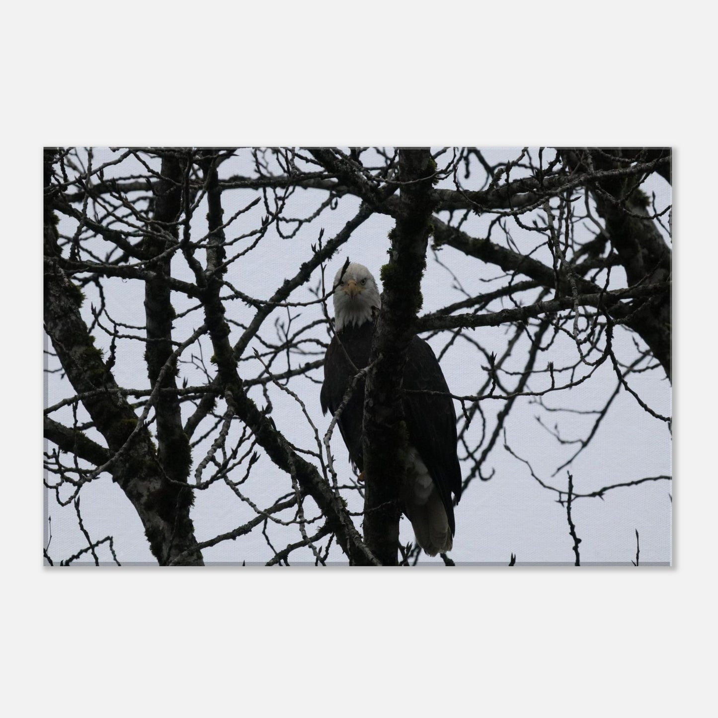 7abe3a88-58e7-40e3-8368-0c9c06b0b832