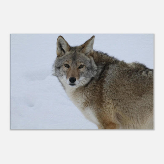 7acbf06c-6c8b-4310-992f-952c0d8108c4