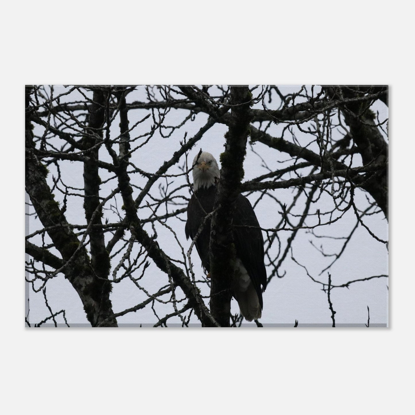 81b89c65-a724-4dc6-bbf8-2d3bfc71f0b6