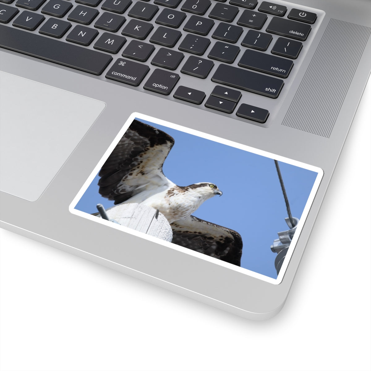Osprey Photo Sticker — Kiss-Cut Waterproof Bird Decal