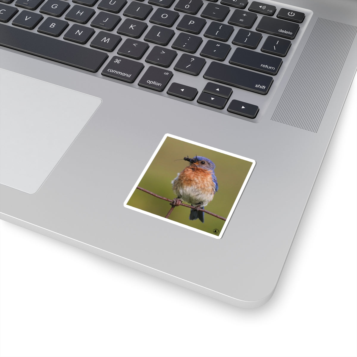 Eastern Bluebird Photo Kiss-Cut Sticker — Nature Bird Laptop Decal