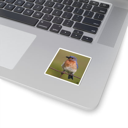 Eastern Bluebird Photo Kiss-Cut Sticker — Nature Bird Laptop Decal