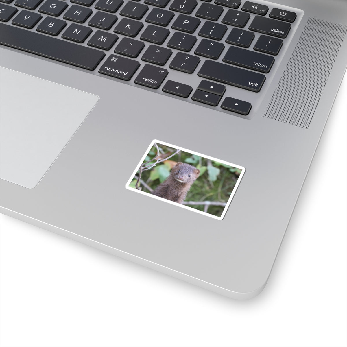 Curious Mink Photo Sticker — Cute Wildlife Laptop Decal