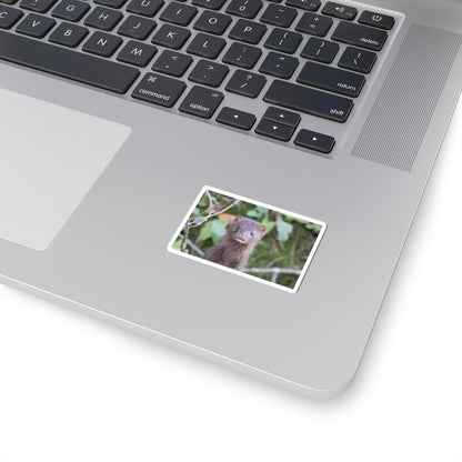 Curious Mink Photo Sticker — Cute Wildlife Laptop Decal