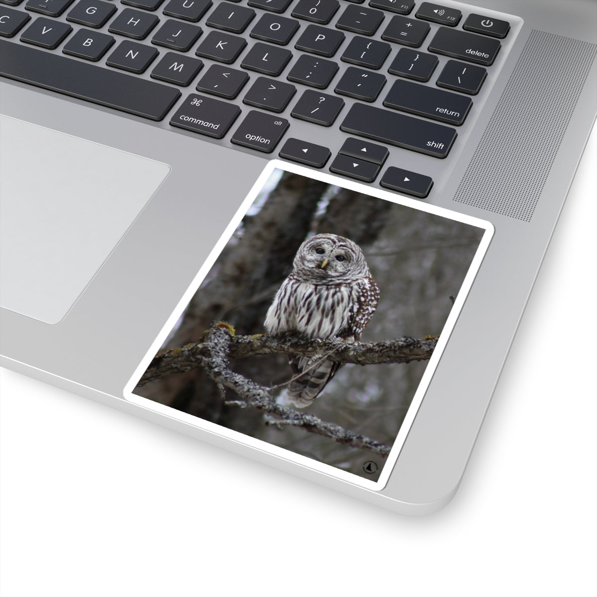 Barred Owl Kiss-Cut Sticker — Realistic Forest Wildlife Laptop Decal