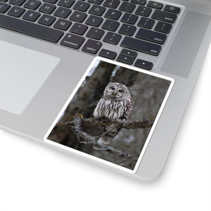 Barred Owl Kiss-Cut Sticker — Realistic Forest Wildlife Laptop Decal