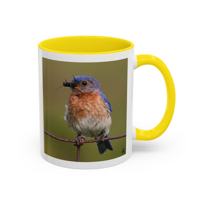 Bluebird Photo Coffee Mug — Eastern Bluebird with Insect Accent Mug (11/15 oz)