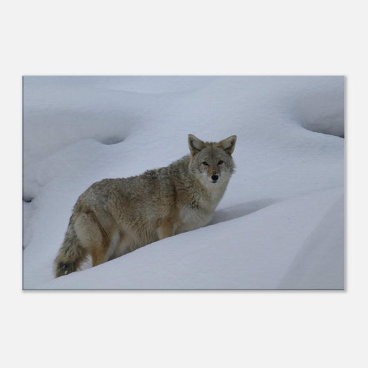 857a51ed-e311-468c-a9a8-617e86b14b88