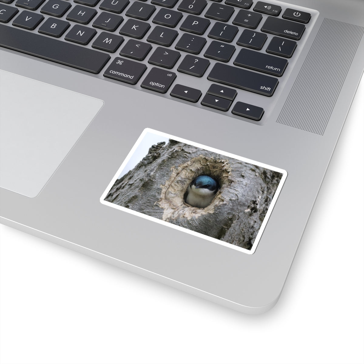 Tree Swallow Sticker — Cute Bird Peeking from Nest Decal