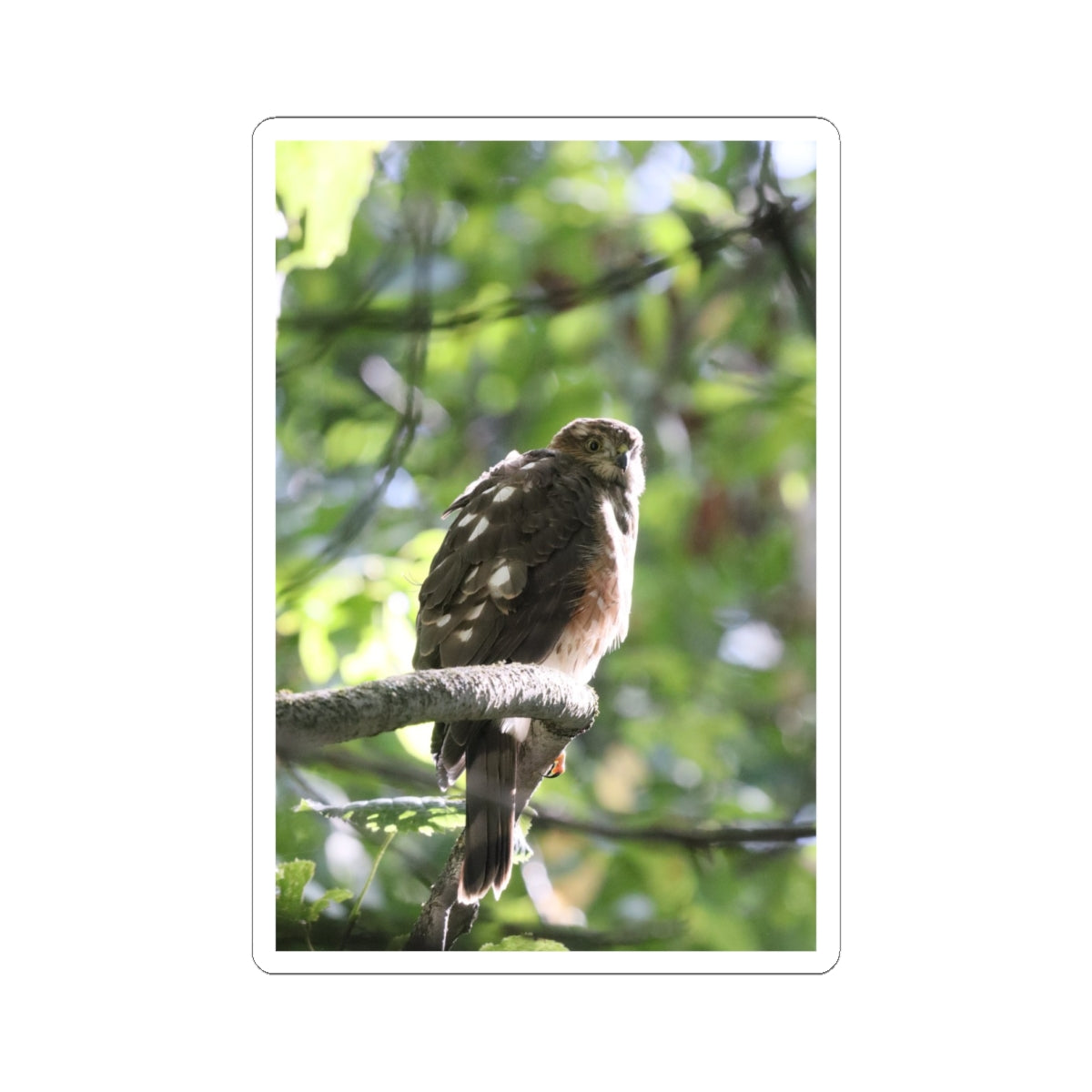 Sharp-Shinned Hawk Photo Sticker — Birdwatching Laptop Decal