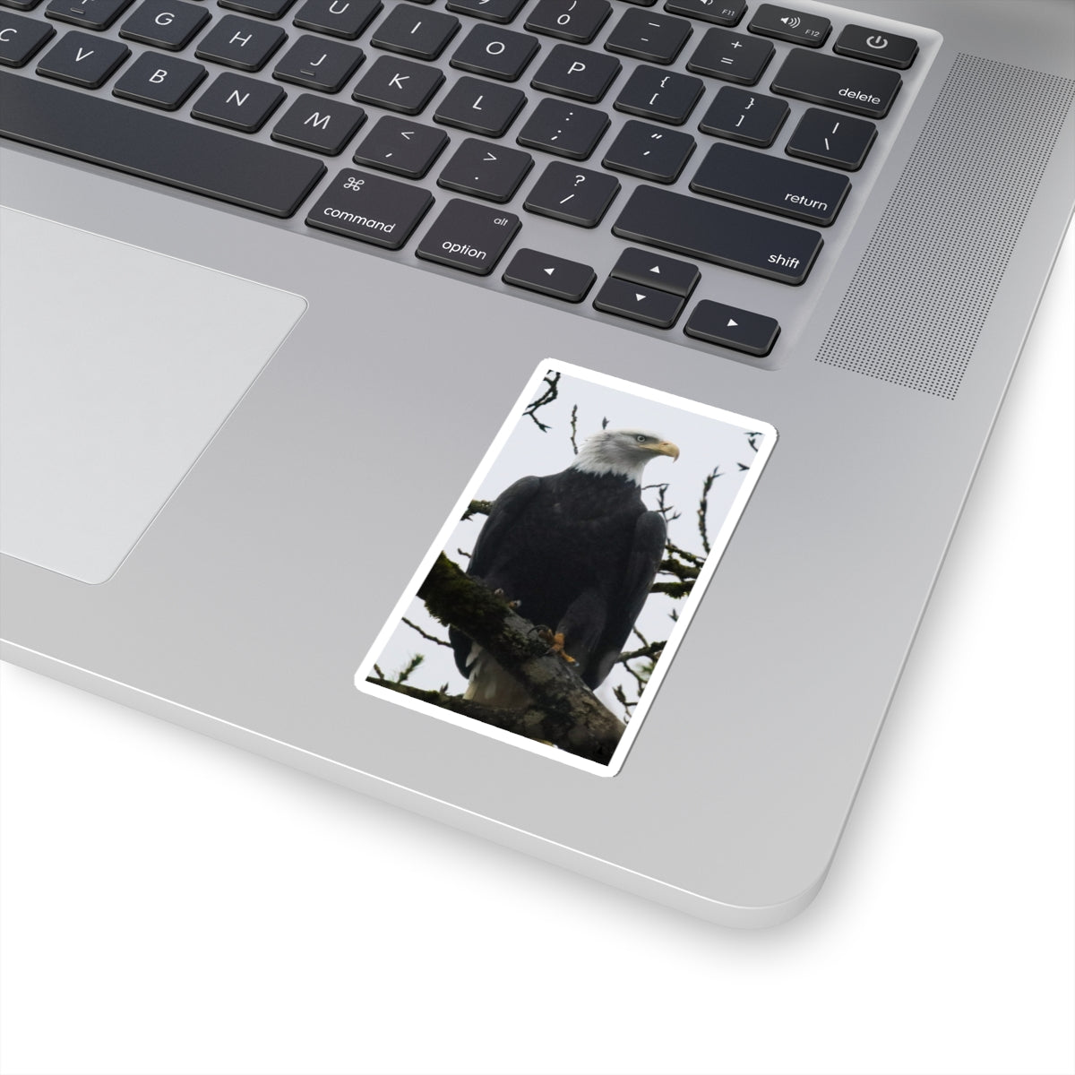 Bald Eagle Photo Kiss-Cut Sticker — Patriotic Wildlife Laptop Decal